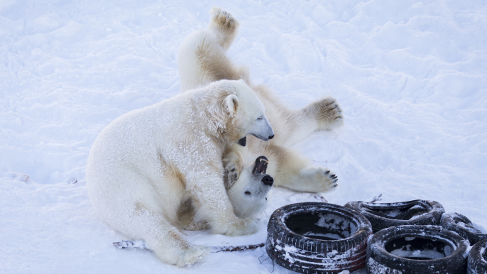 Arctic Zoo – Day in Ranua wildlife park