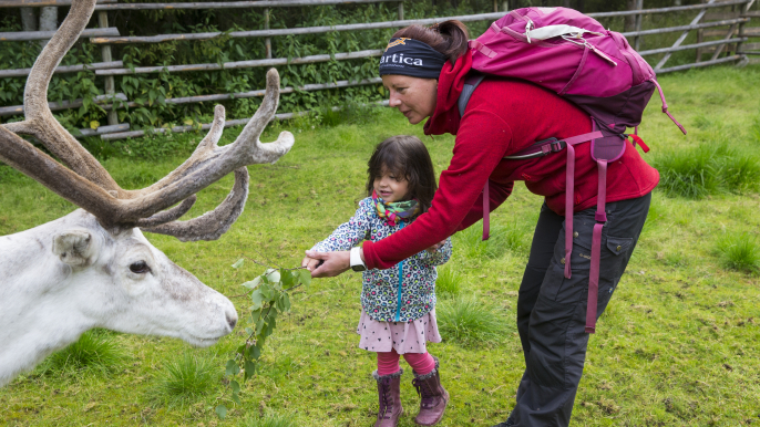 Arctic Animals - Visit to reindeer and husky farms