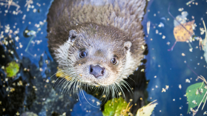 Autumn: Arctic Zoo - Day in Ranua Wildlife Park