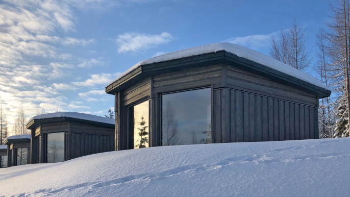 Wolverine and Northern Lights Watching in Luxury Cabin