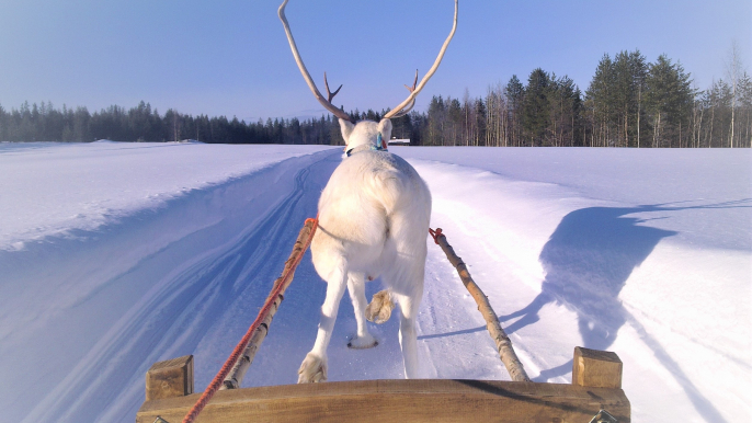 Jingle Bells – Sleigh Ride in the old forest
