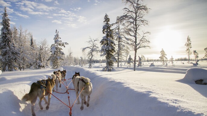 Husky Kennel Visit & 2km Sledge Ride