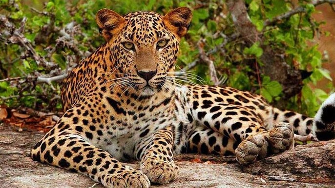Day Trip to Yala National Park and Night BBQ on the Beach ( www.sigiritrip.com )