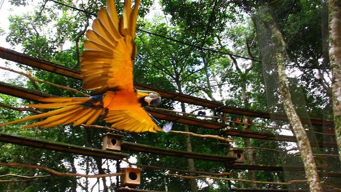 Airport Cataratas IGU Pick-Up & Iguassu Falls Brazilian Side & Bird Park