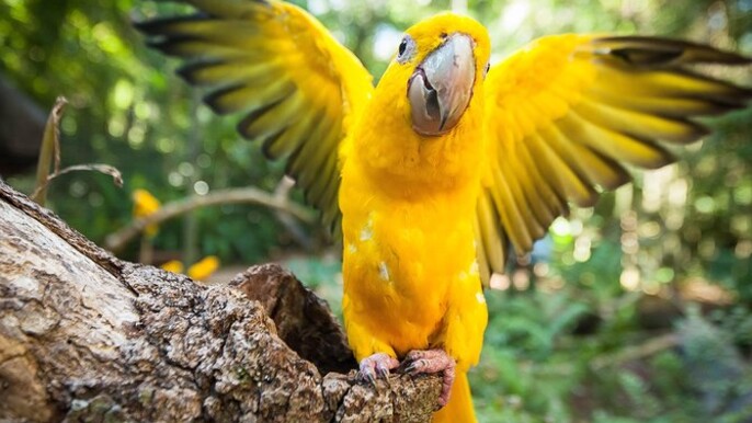 Bird Park & Iguassu Brazilian Side - Private Tour
