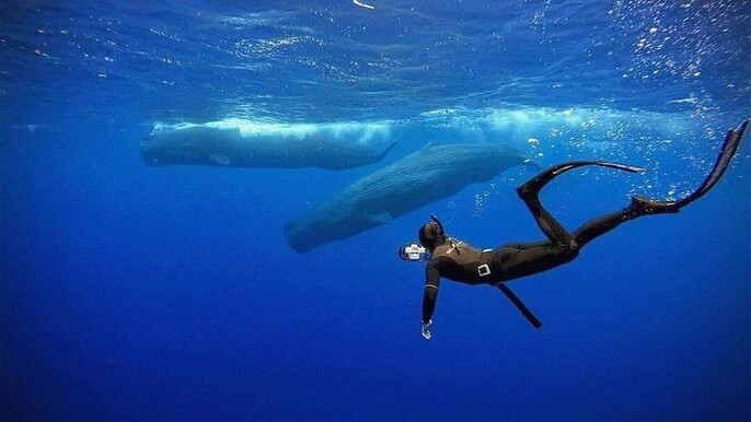 Snorkeling with Whales in Mirissa
