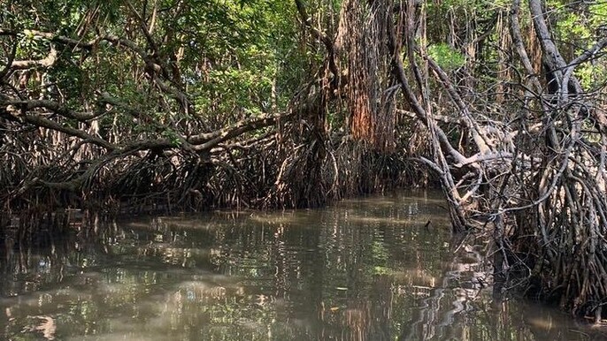 Mangrove Adventure