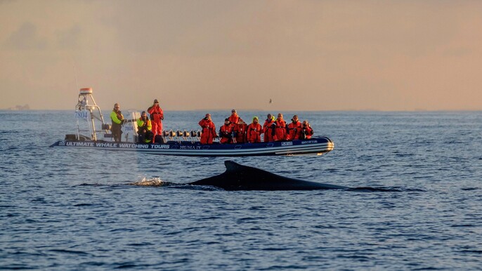 Akureyri Express Whales in the Midnight Sun