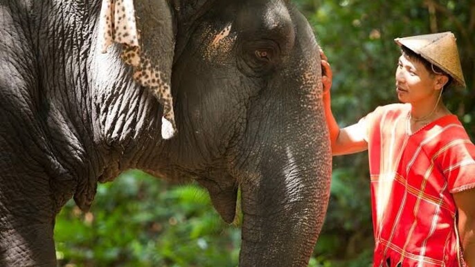 Khao Lak: All-Day Elephant Sanctuary Experience in Small Groups
