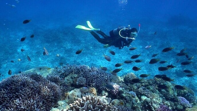 Try Scuba Diving & snorkeling with BBQ lunch in Fujairah