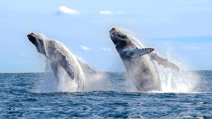 Whale Watching Experience