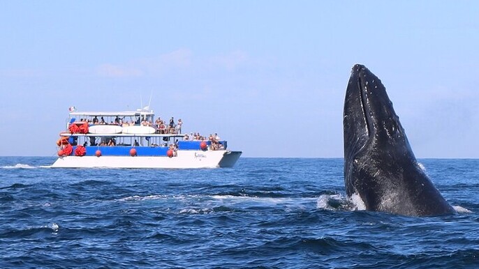 Whale Watching in Puerto Vallarta