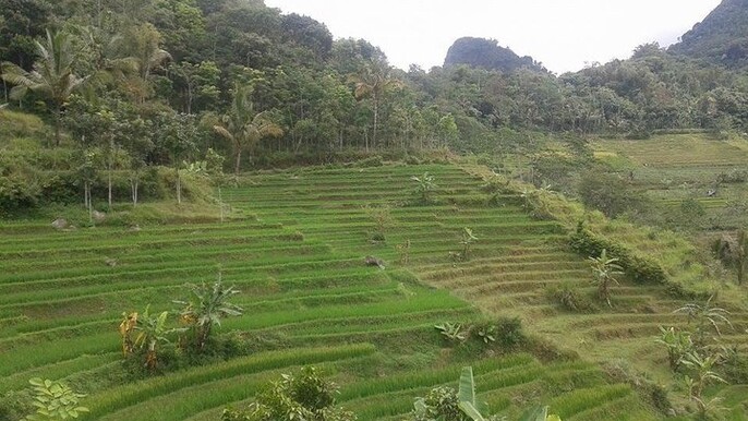 Java Village and Temple Tour from Borobudur