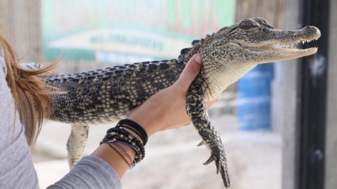 The Everglades Airboat Tour