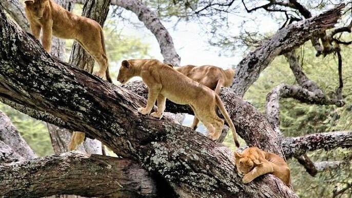 1-Day Lake Manyara Tour from Arusha