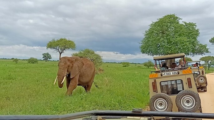 1-Day Tarangire National Park Tour