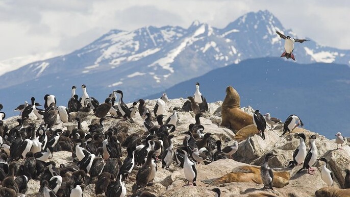 Tierra del Fuego Eco-Adventure: Beagle Channel Canoeing, Penguin Colony and Gable Island