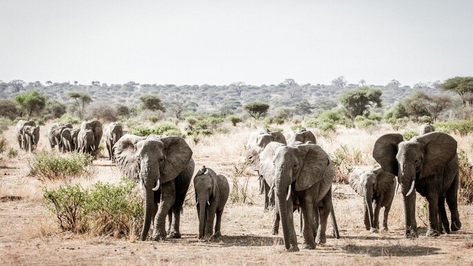 7 Days Experience Tanzania Safari and Culture