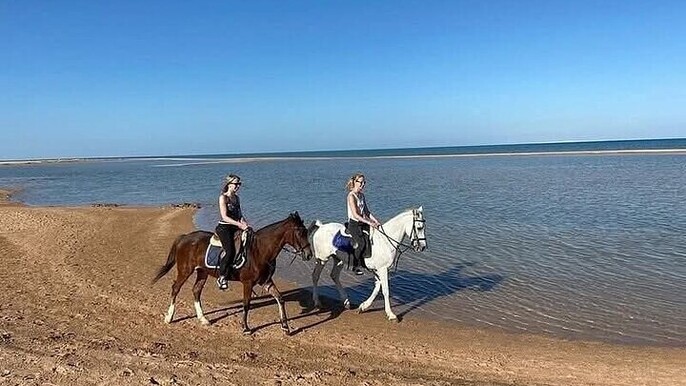 Horse Riding 1 Hour in Nabq Bay beach W/Transfer- Sharm El Sheikh