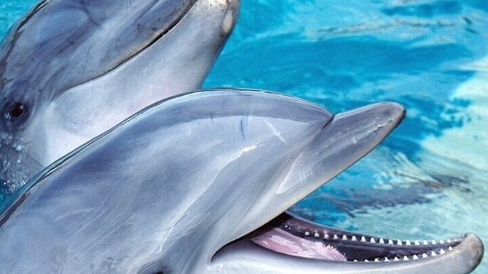 30 Min Swim with the Dolphins with Transfers - Sharm El Sheikh
