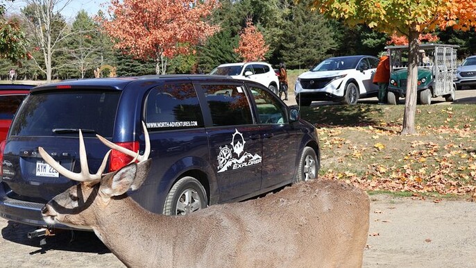 Montreal: Omega Park Canadian Wildlife Safari Adventure