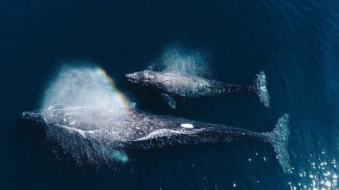Whale and Dolphin Watching in Kalpitiya