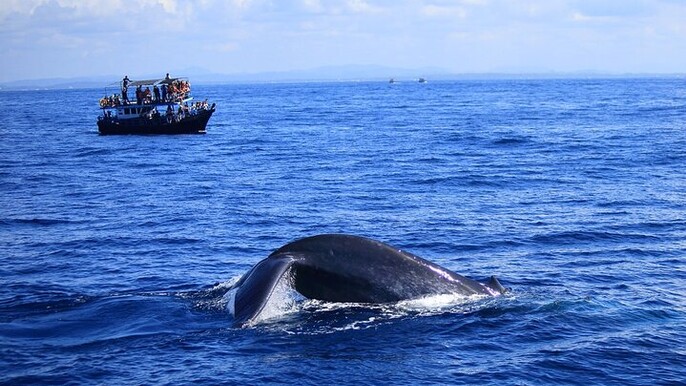 Half-Day Guided Whale Watching Experience in Trincomalee