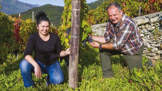Vineyard Tour with Wine Tasting and Light Lunch near Imperia