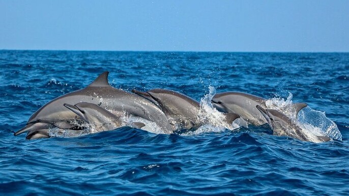 Dolphin Watching Experience in Trincomalee