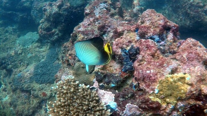 Night Diving in Negombo