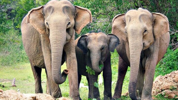 Luxury Safari Camping in Yala