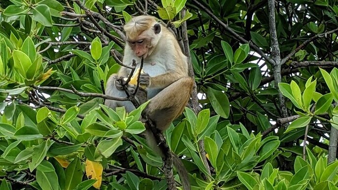 3 Hours Lagoon Tour to Monkey Island