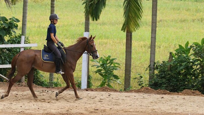 4-Hour Horse Riding in Nuwara Eliya