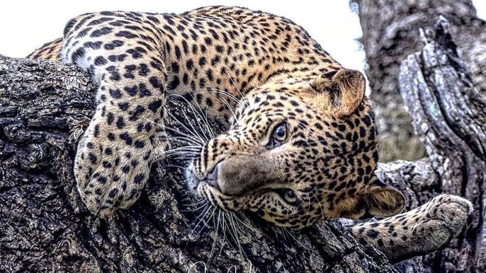 Half Day Activity in Yala Safari