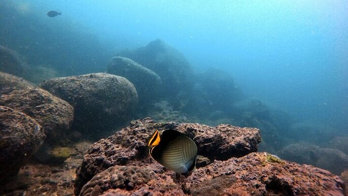 Scuba Diving in Kalpitiya