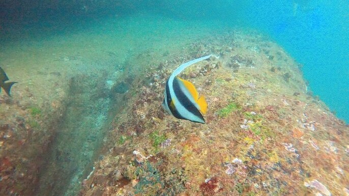 Small Group Snorkeling in Hikkaduwa