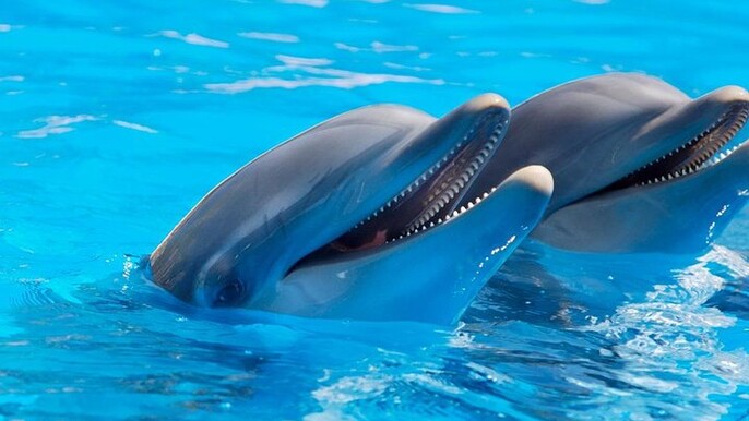 Josani Forest & Dolphin Tour Snorkeling Sea trip - Zanzibar