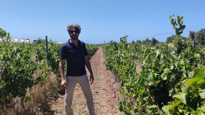 Winery Tour with Wine Tasting & Local Food near Ragusa
