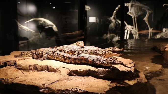 Crocodile Park Dubai: An Adventure Among Giants