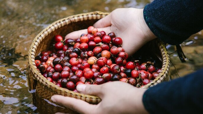 Khe Sanh Essence Highland Coffee & Historical Footsteps