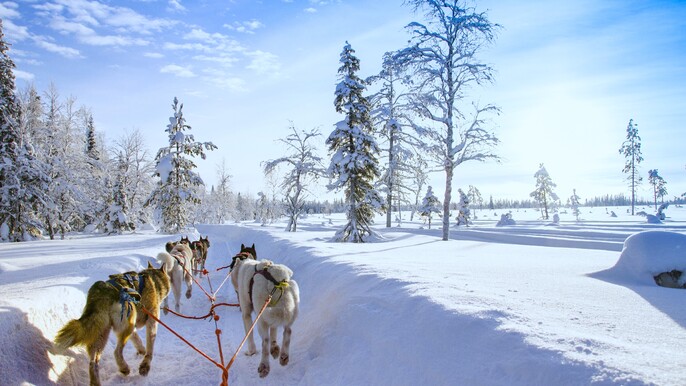 Husky Kennel Visit & 2km Sledge Ride