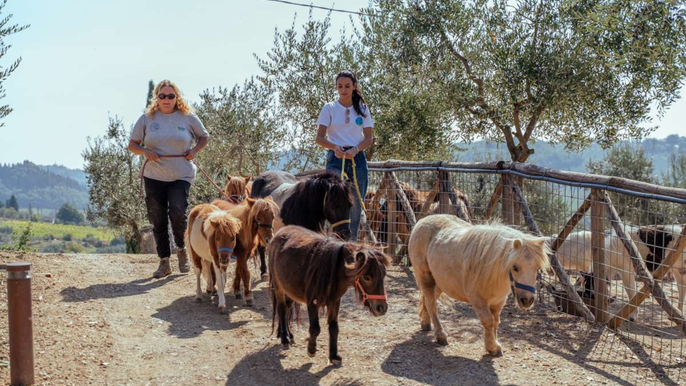 Walk with Donkeys in the Olive Orchard near Florence