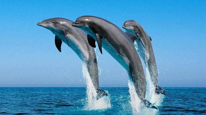 Dolphin House Full Day Snorkeling Sea Trip with Lunch: Hurghada