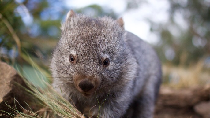 Wombat Encounter