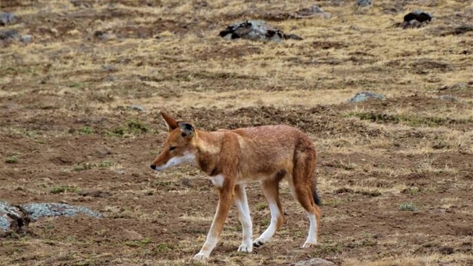 3-Day Bale Mountains Private Tour Ethiopia