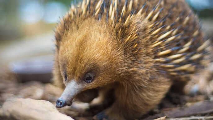 Echidna Encounter
