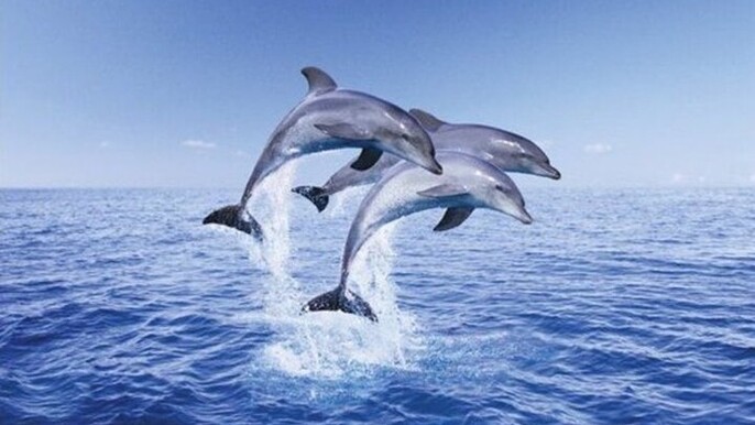 VIP Snorkeling Sea Trip, Swim with Dolphins & Lunch :Hurghada