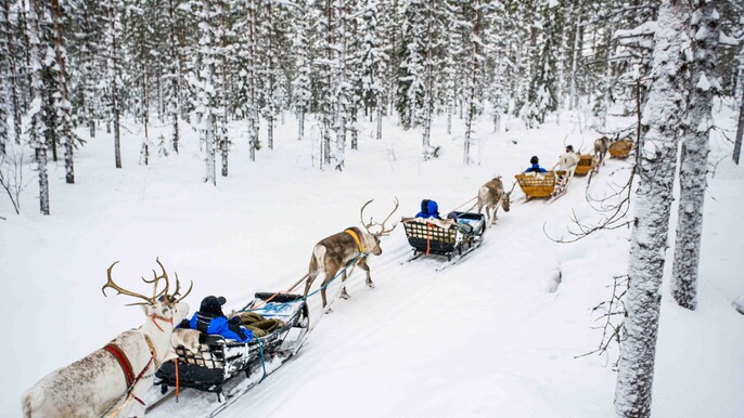 Authentic Reindeer Sled Ride with Photographer in Levi