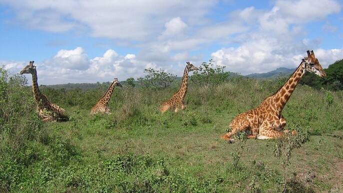Arusha National Park Day Tour with Walking Safari & Canoeing