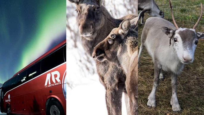 Tromsø full day adventure: Moose Safari and Reindeer Feeding